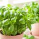 Herbal Medicine